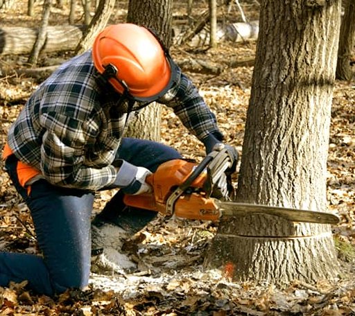 Tree Removal in Bethpage, TN